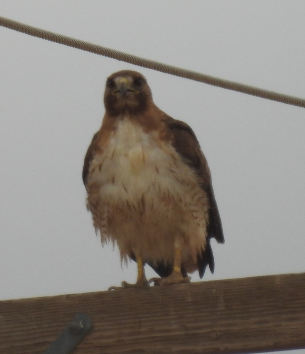 Red-tailed Hawk - ML620713782