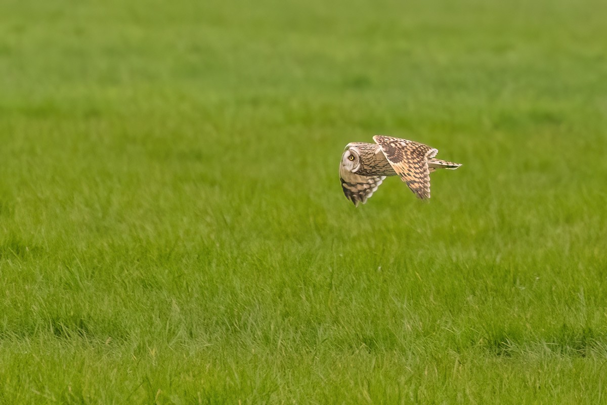 Hibou des marais (flammeus) - ML620713791