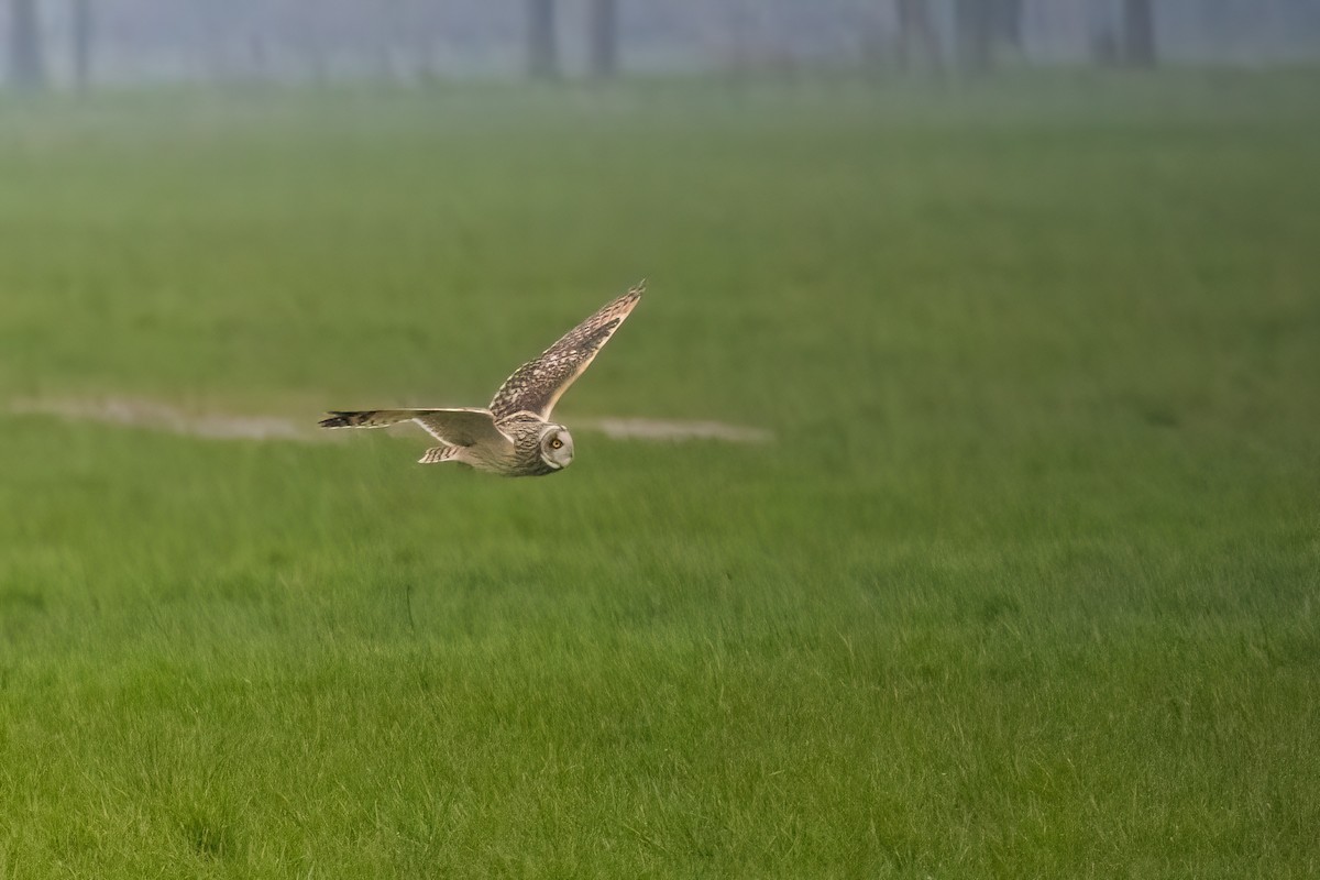 Short-eared Owl (Northern) - ML620713794