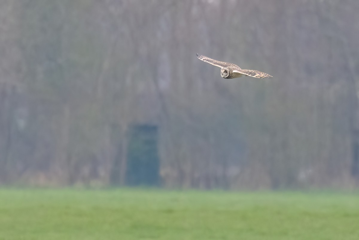 Short-eared Owl (Northern) - ML620713795