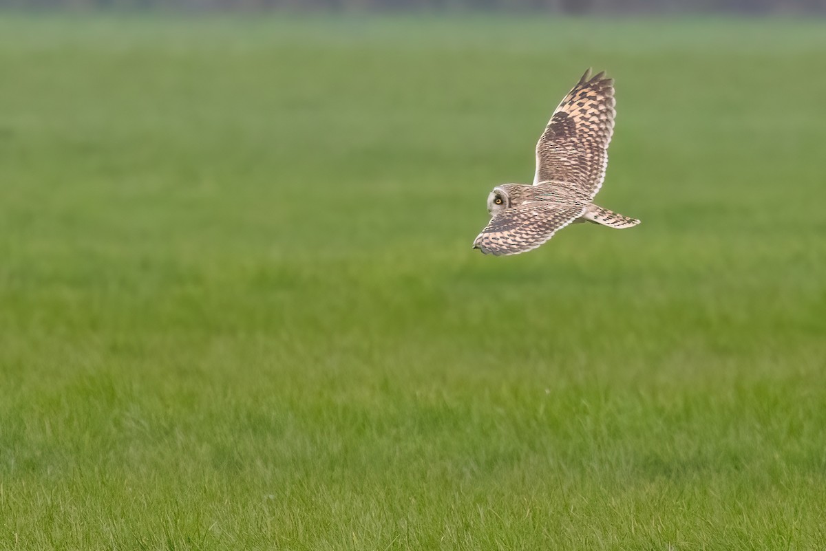 Hibou des marais (flammeus) - ML620713797