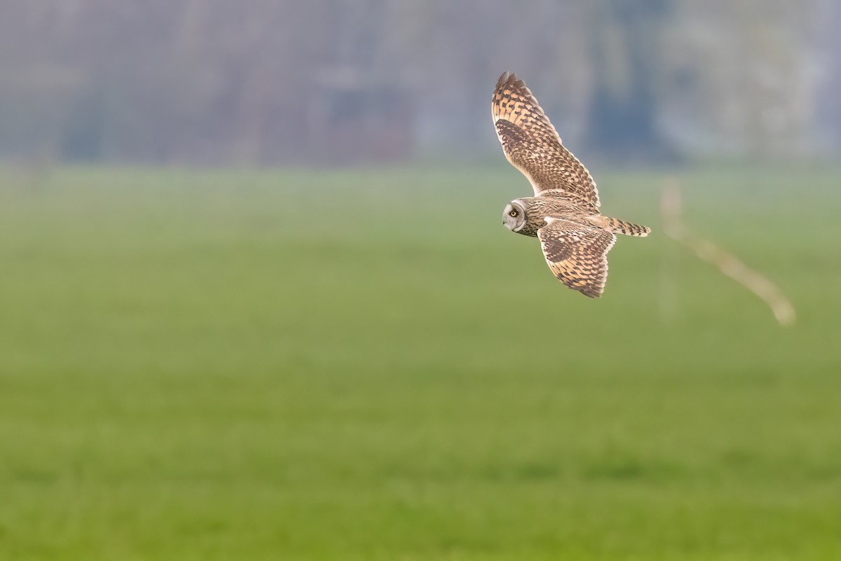 Short-eared Owl (Northern) - Jaap Velden