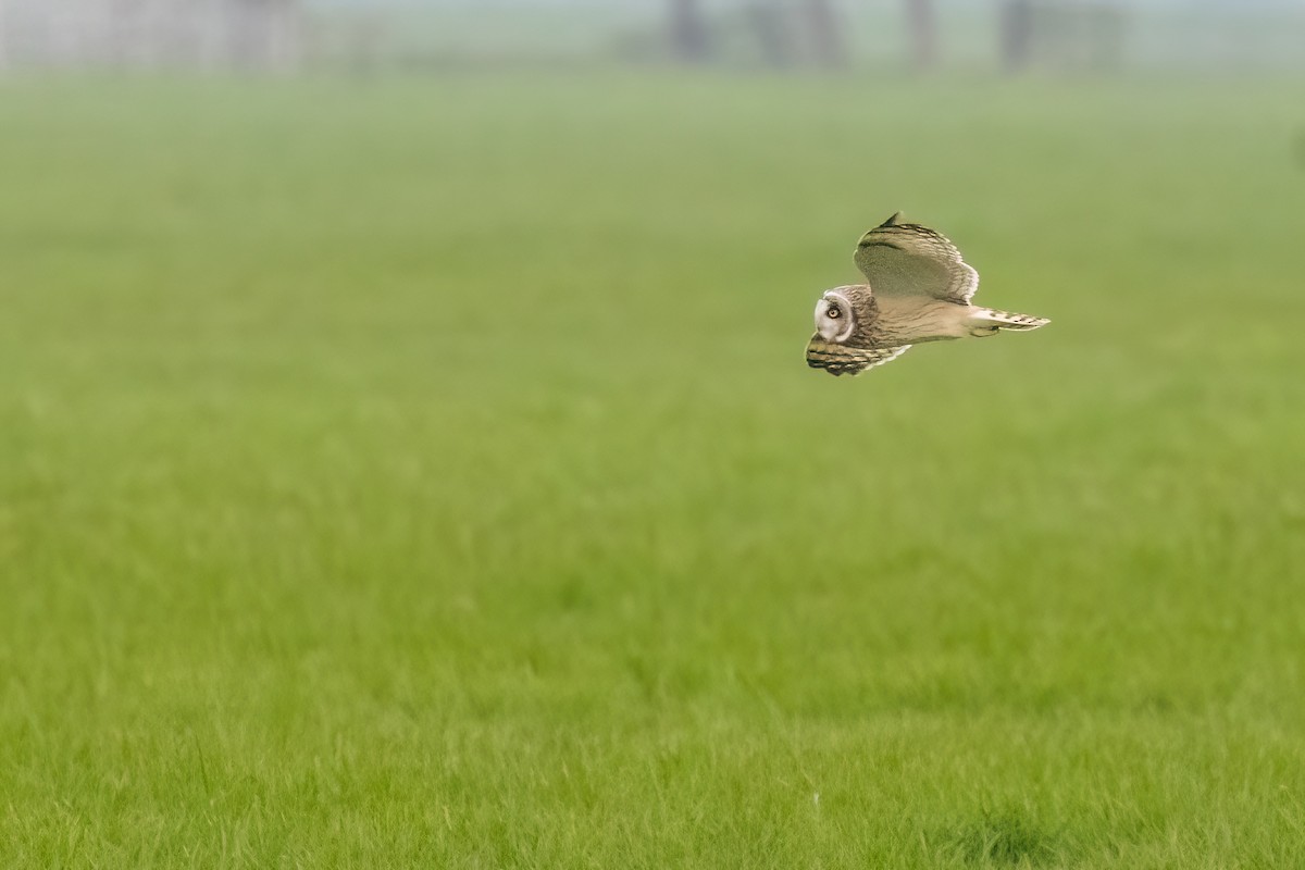 kalous pustovka (ssp. flammeus) - ML620713800