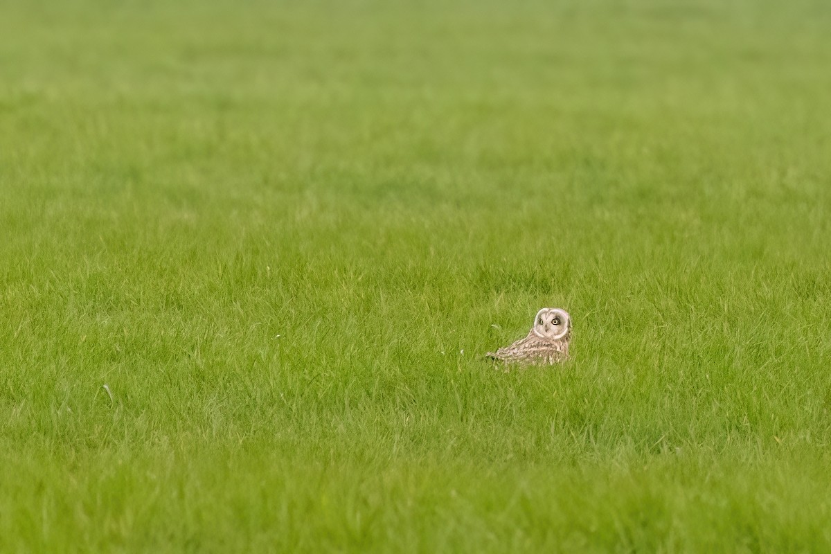 Hibou des marais (flammeus) - ML620713801