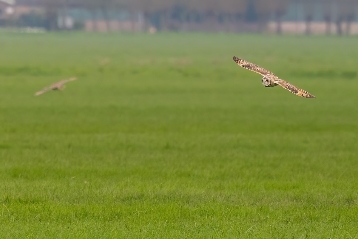 Hibou des marais (flammeus) - ML620713802