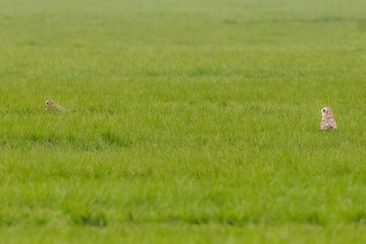 Short-eared Owl (Northern) - ML620713803