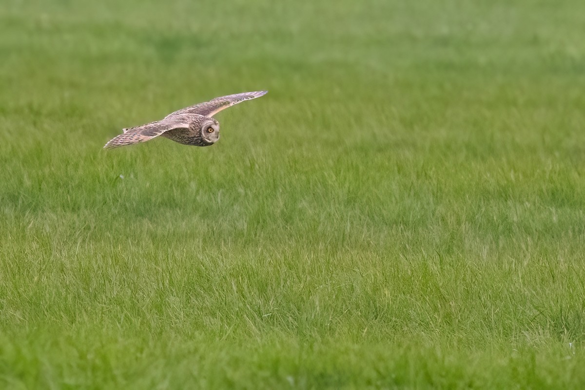 kalous pustovka (ssp. flammeus) - ML620713804