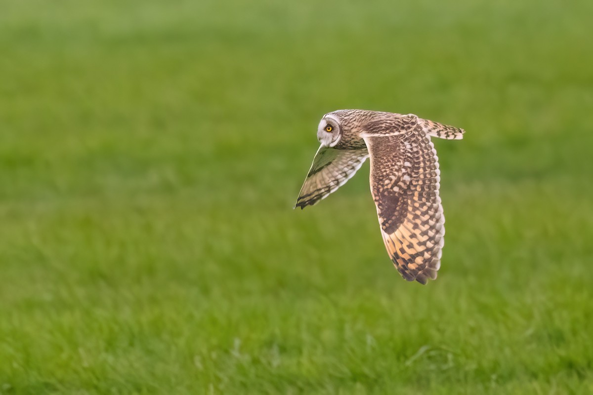 kalous pustovka (ssp. flammeus) - ML620713805