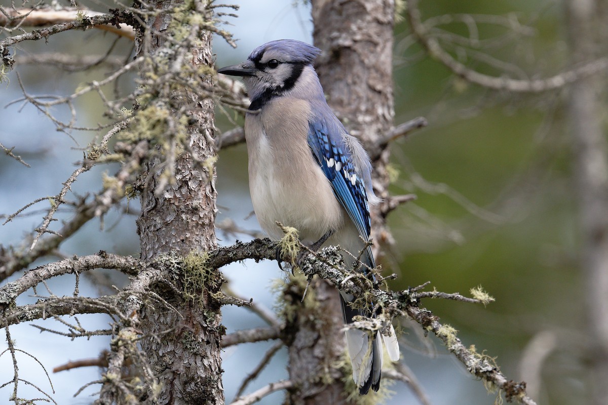 Blue Jay - ML620713813