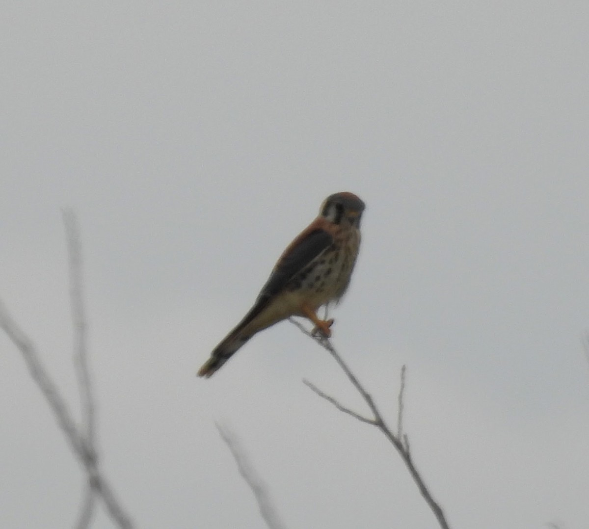 American Kestrel - ML620713814