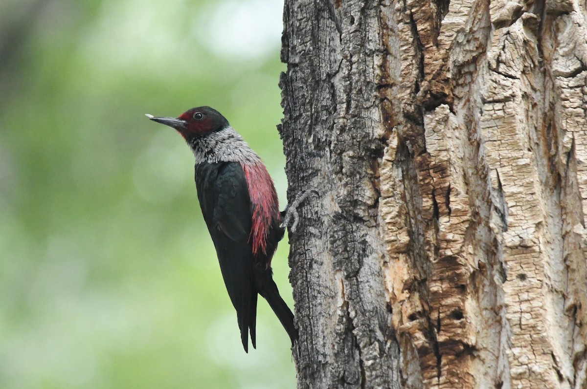 Lewis's Woodpecker - ML620713818