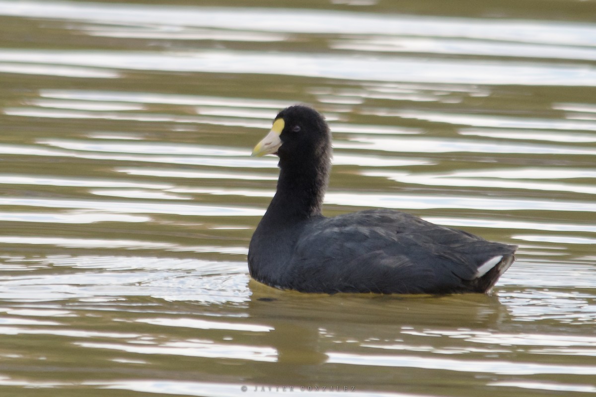 White-winged Coot - ML620713819