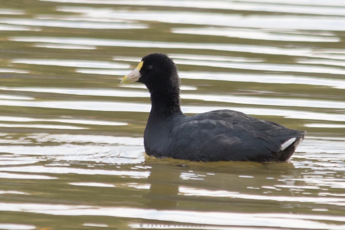 White-winged Coot - Javier González