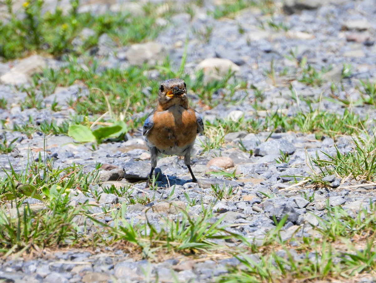 Eastern Bluebird - ML620713823