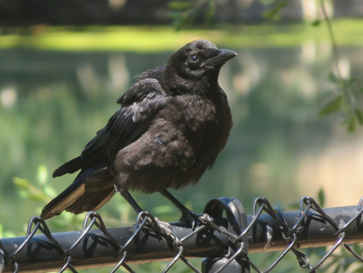 American Crow - ML620713827