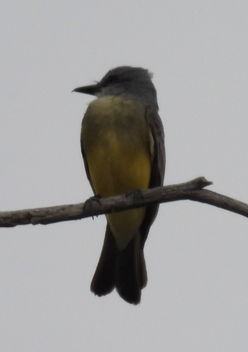 Tropical Kingbird - ML620713828