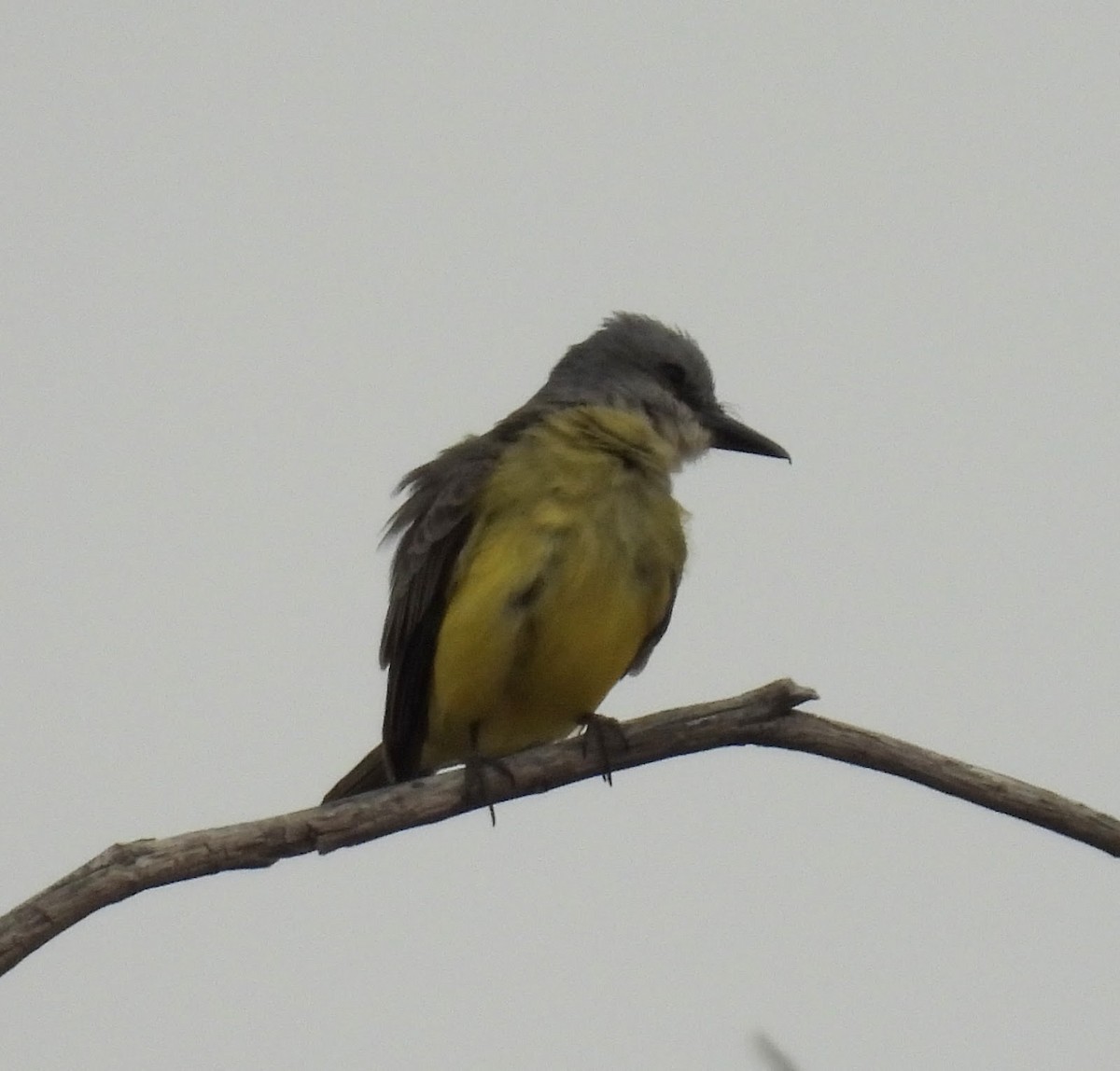 Tropical Kingbird - ML620713830