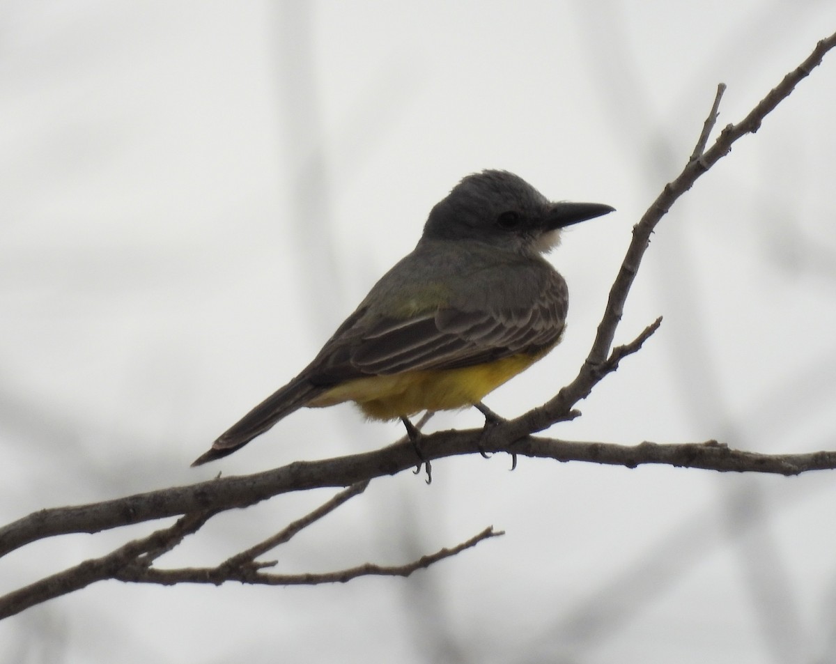 Tropical Kingbird - ML620713832