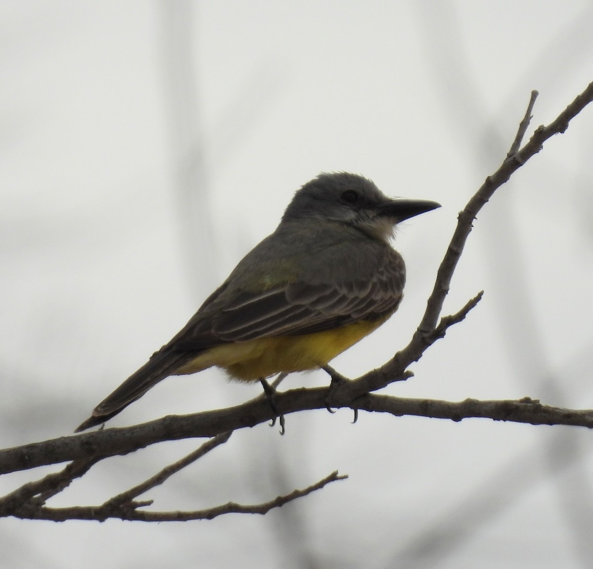 Tropical Kingbird - ML620713834