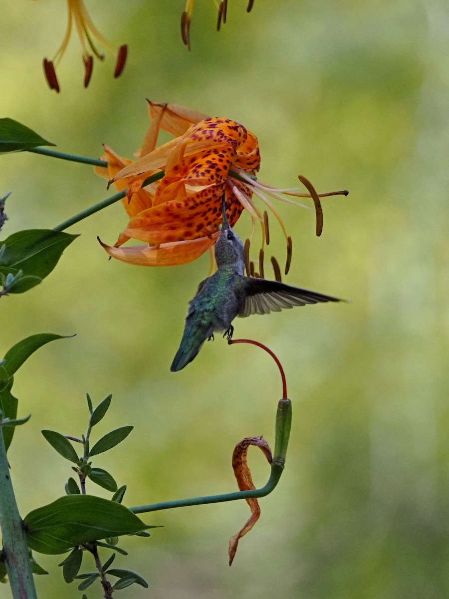 Anna's Hummingbird - ML620713837