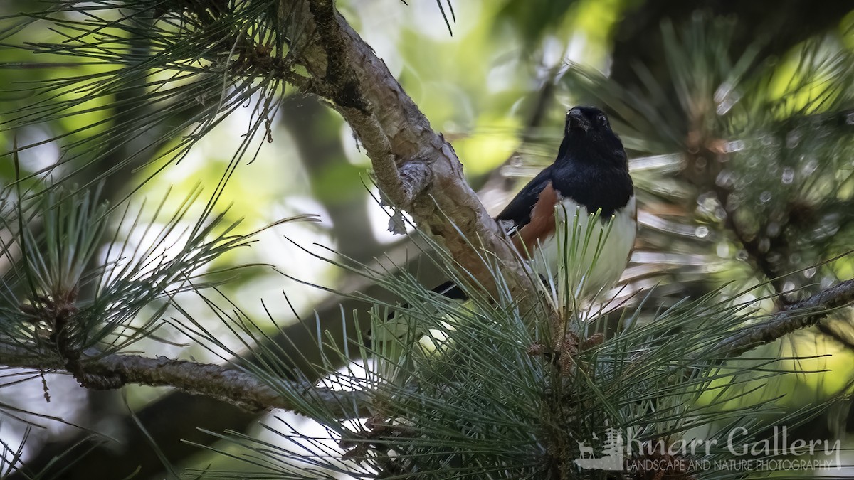 Eastern Towhee - ML620713838