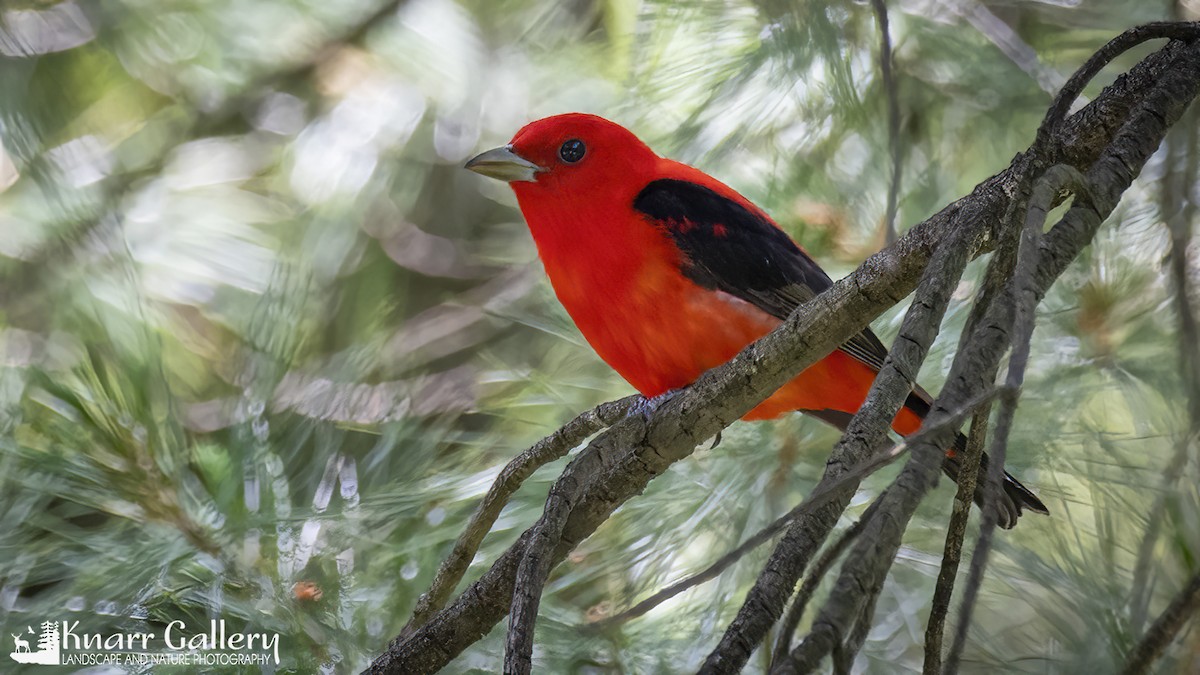 Scarlet Tanager - ML620713843