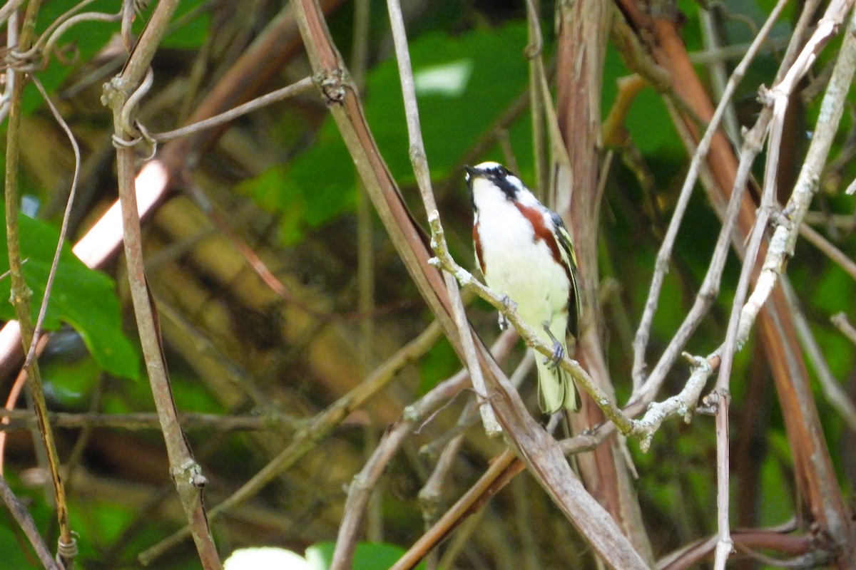 Chestnut-sided Warbler - ML620713844