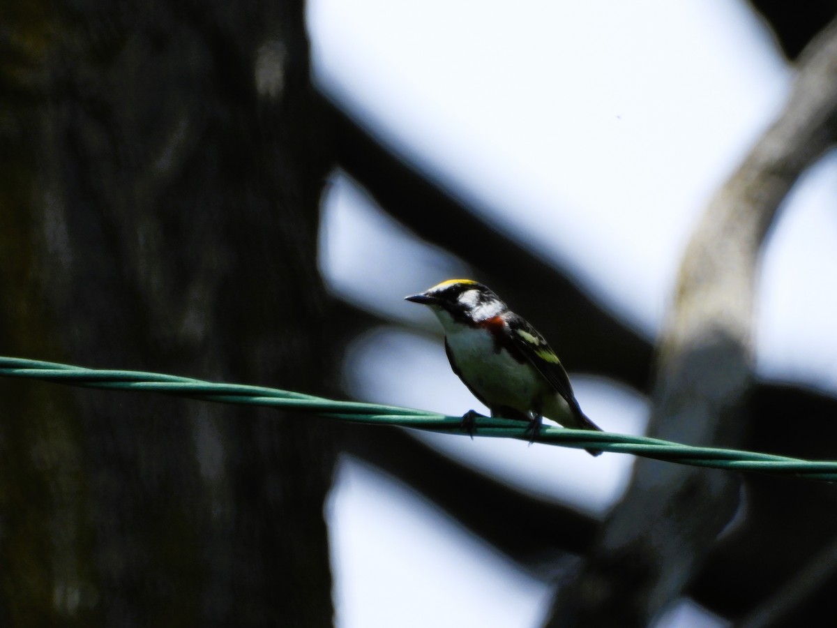 Chestnut-sided Warbler - Jill Rogan