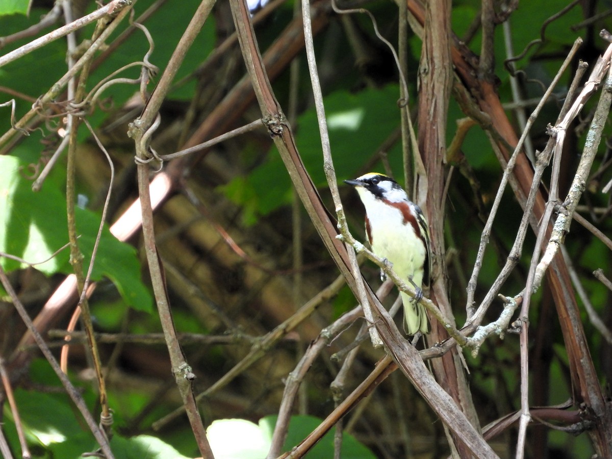 Chestnut-sided Warbler - ML620713846