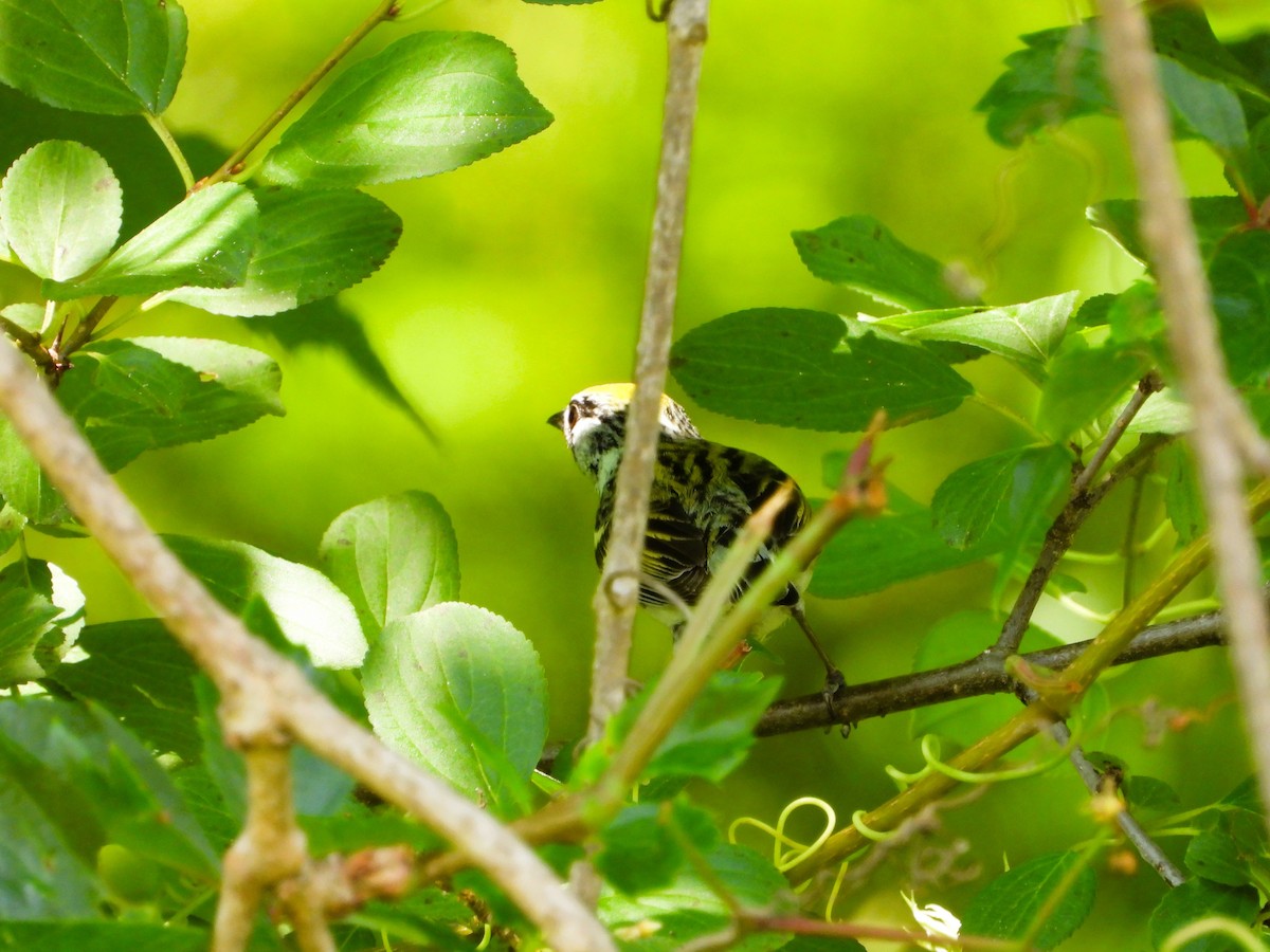 Chestnut-sided Warbler - ML620713847