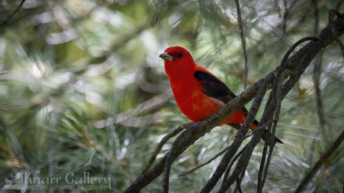 Scarlet Tanager - ML620713848