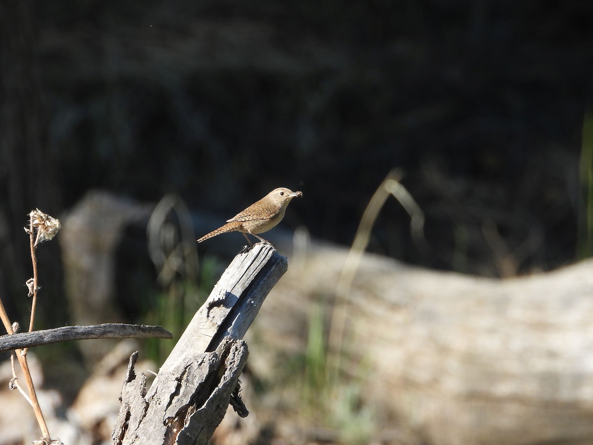 House Wren - Rick Luehrs