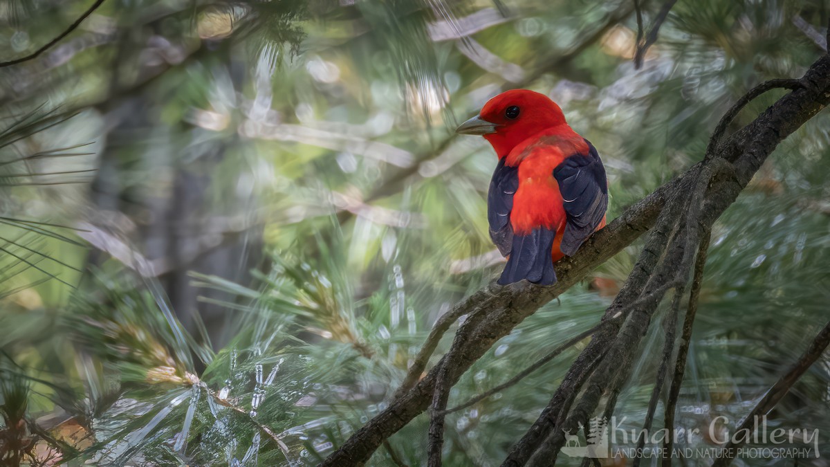 Scarlet Tanager - ML620713850