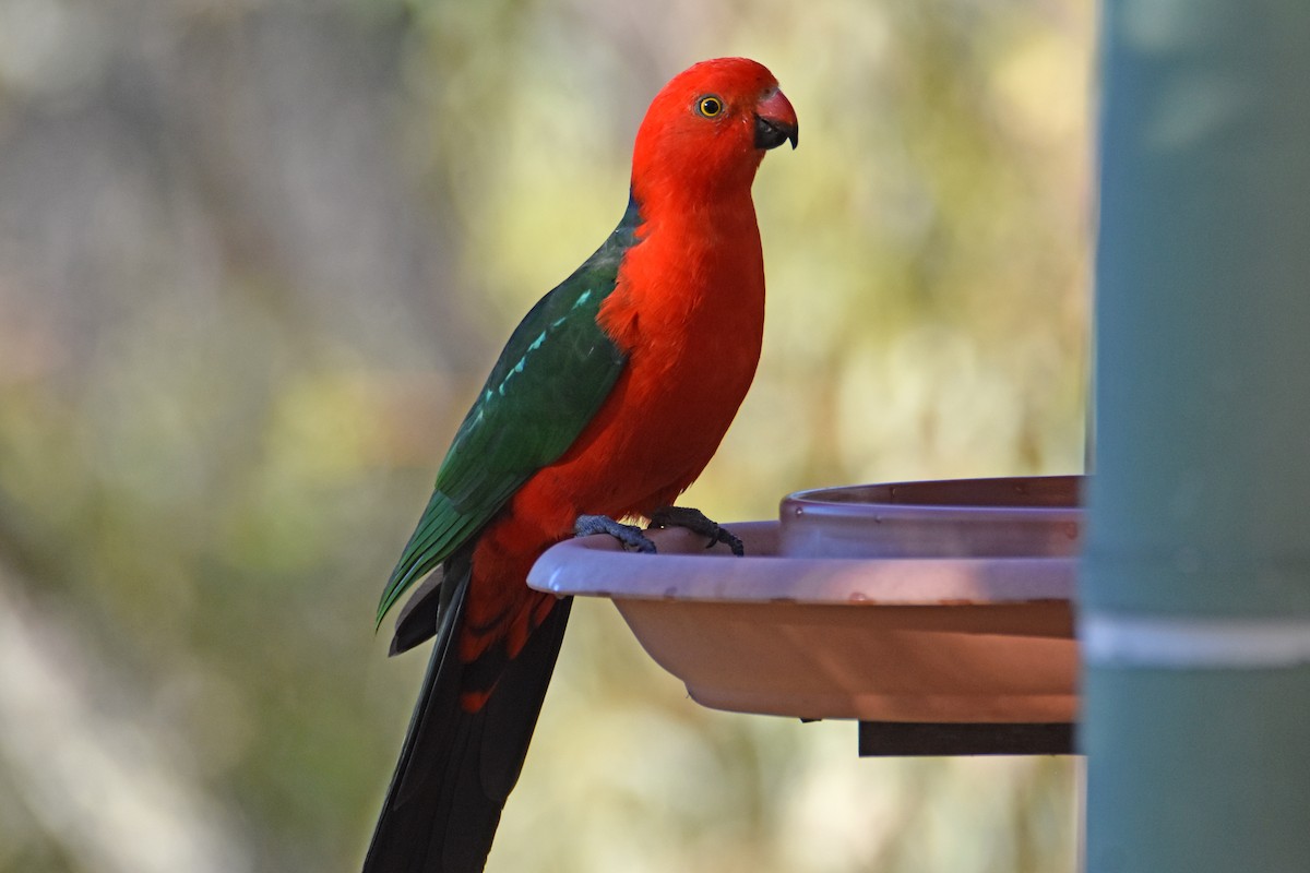 Australian King-Parrot - ML620713854