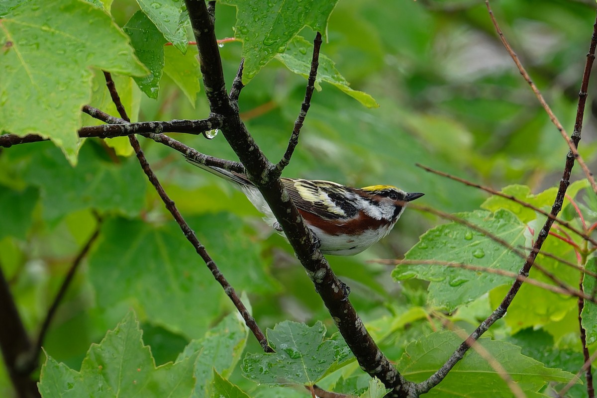 Chestnut-sided Warbler - ML620713859