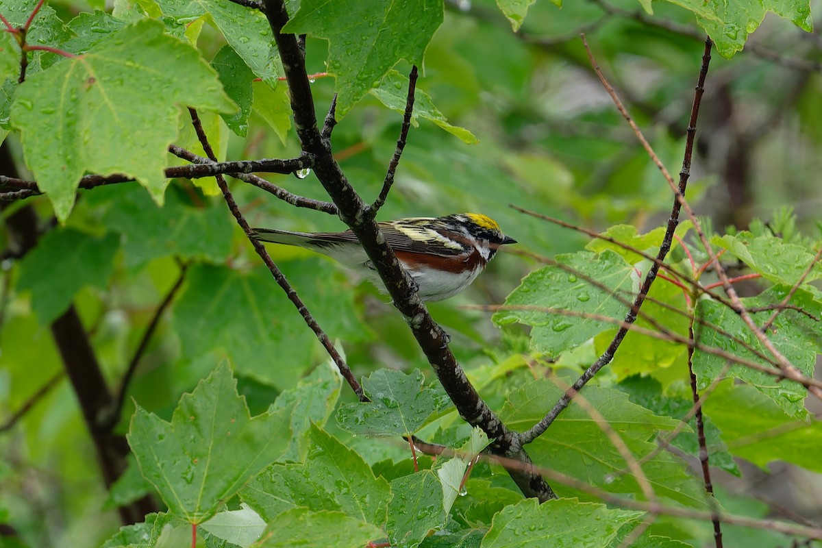 Chestnut-sided Warbler - ML620713860