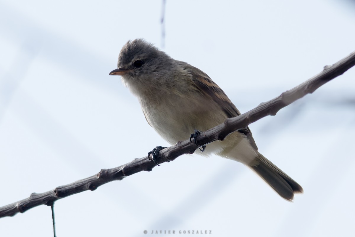 Southern Beardless-Tyrannulet - Javier González