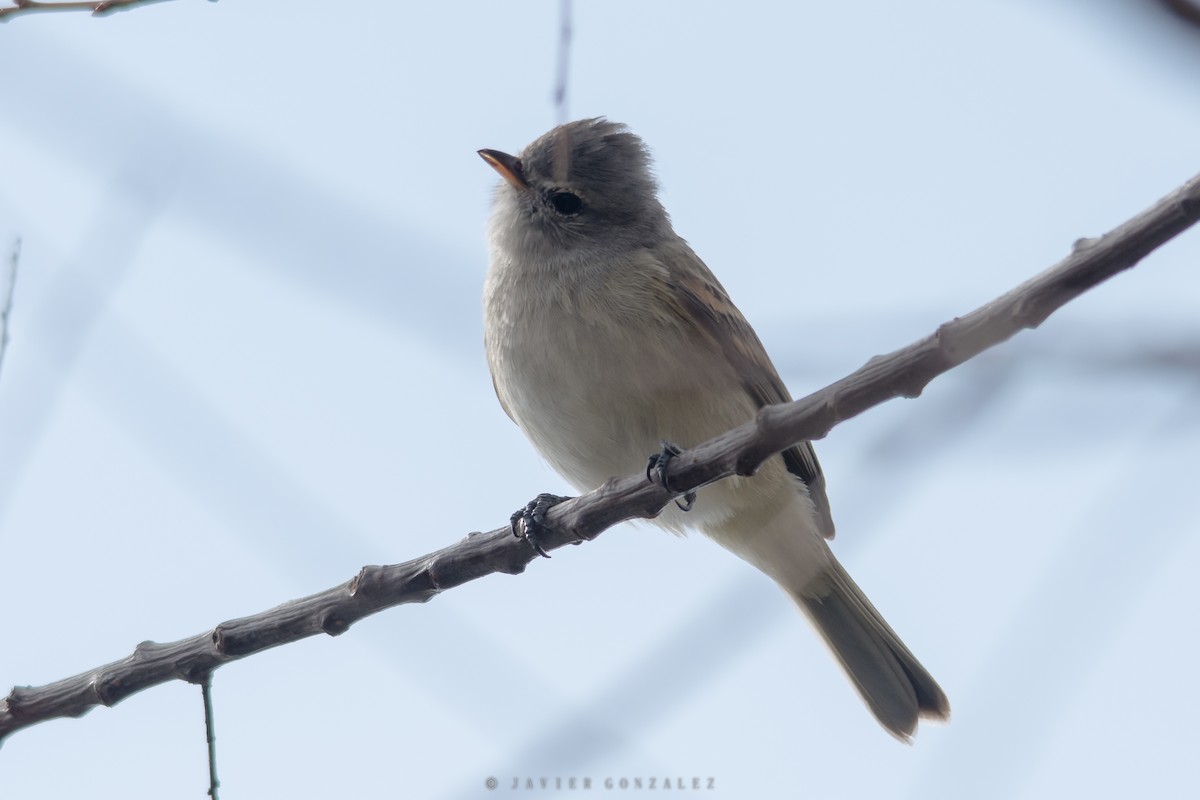 Mosquerito Silbón - ML620713883