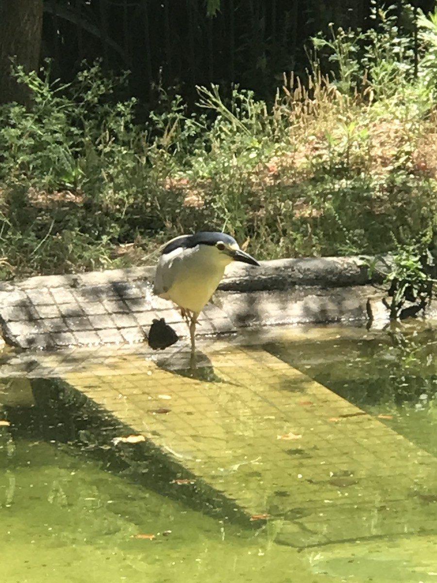 Black-crowned Night Heron - ML620713885