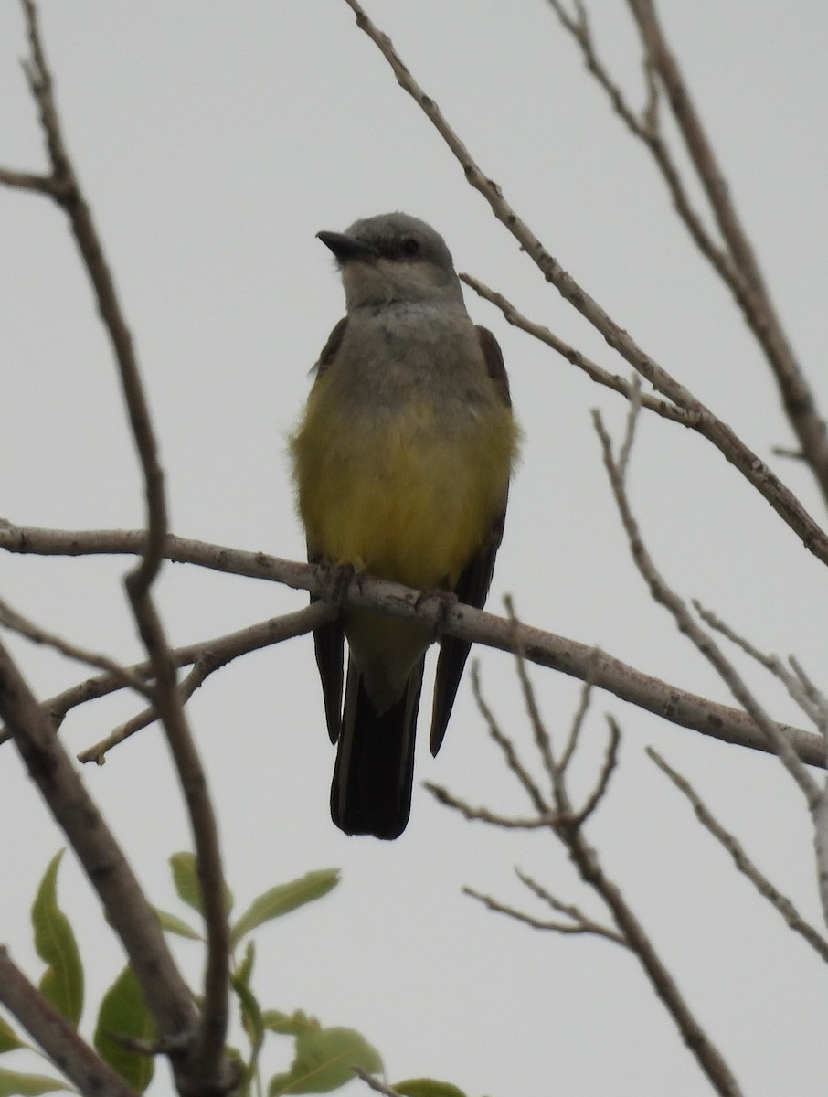 Western Kingbird - ML620713893