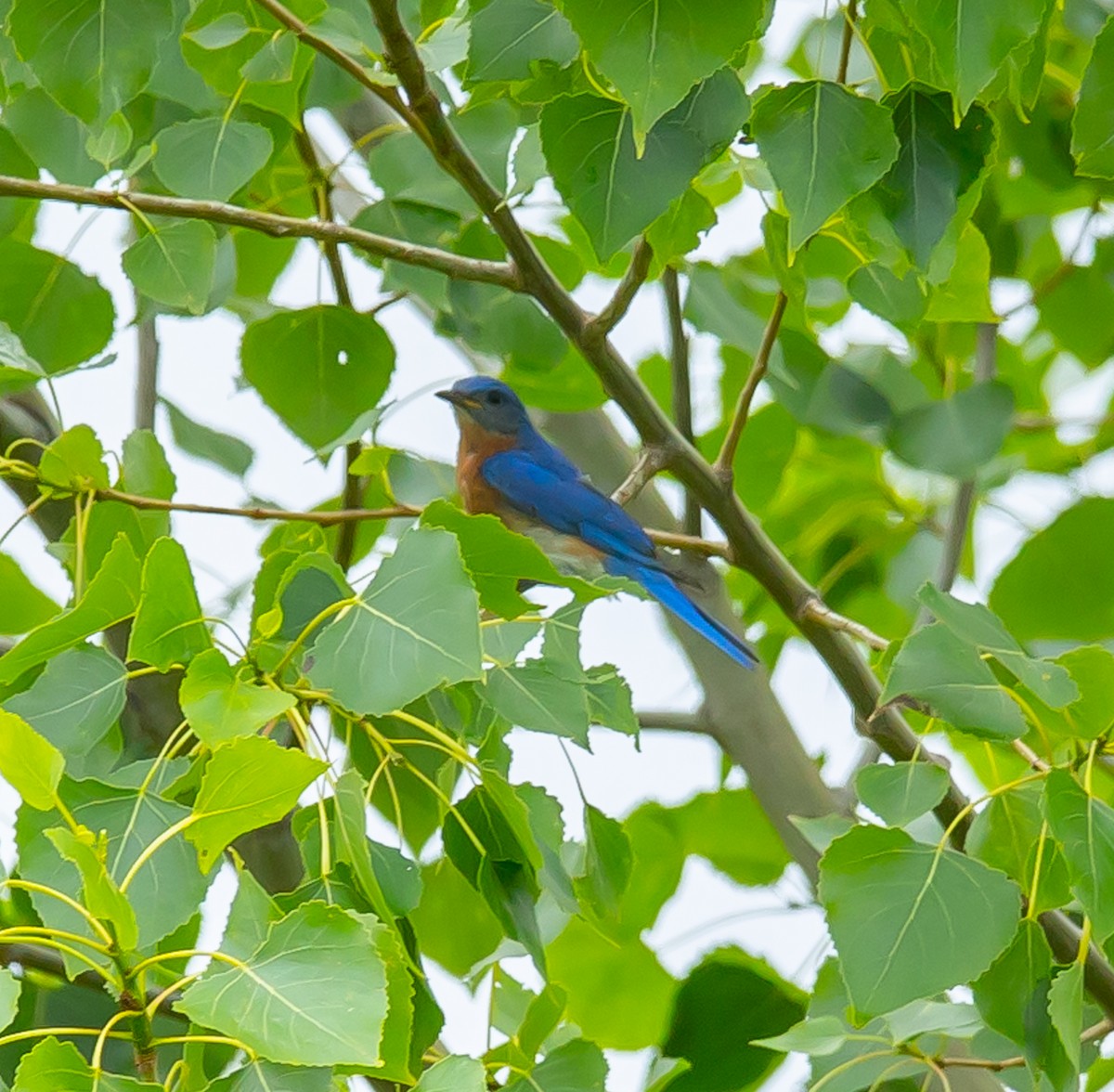 Eastern Bluebird - ML620713907