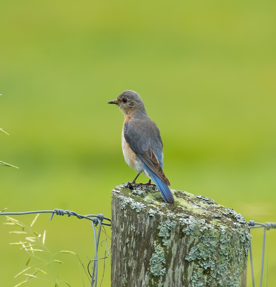 Eastern Bluebird - ML620713911