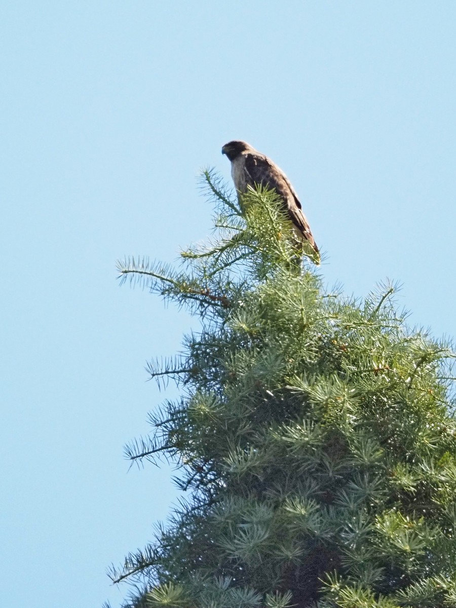 Red-tailed Hawk - ML620713914