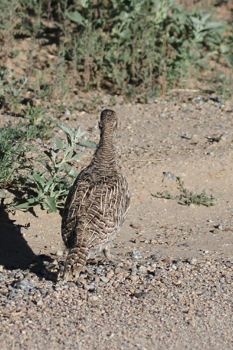 Gunnison Sage-Grouse - ML620713915