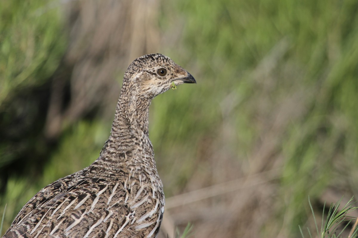 Gunnison Sage-Grouse - Andy Dettling