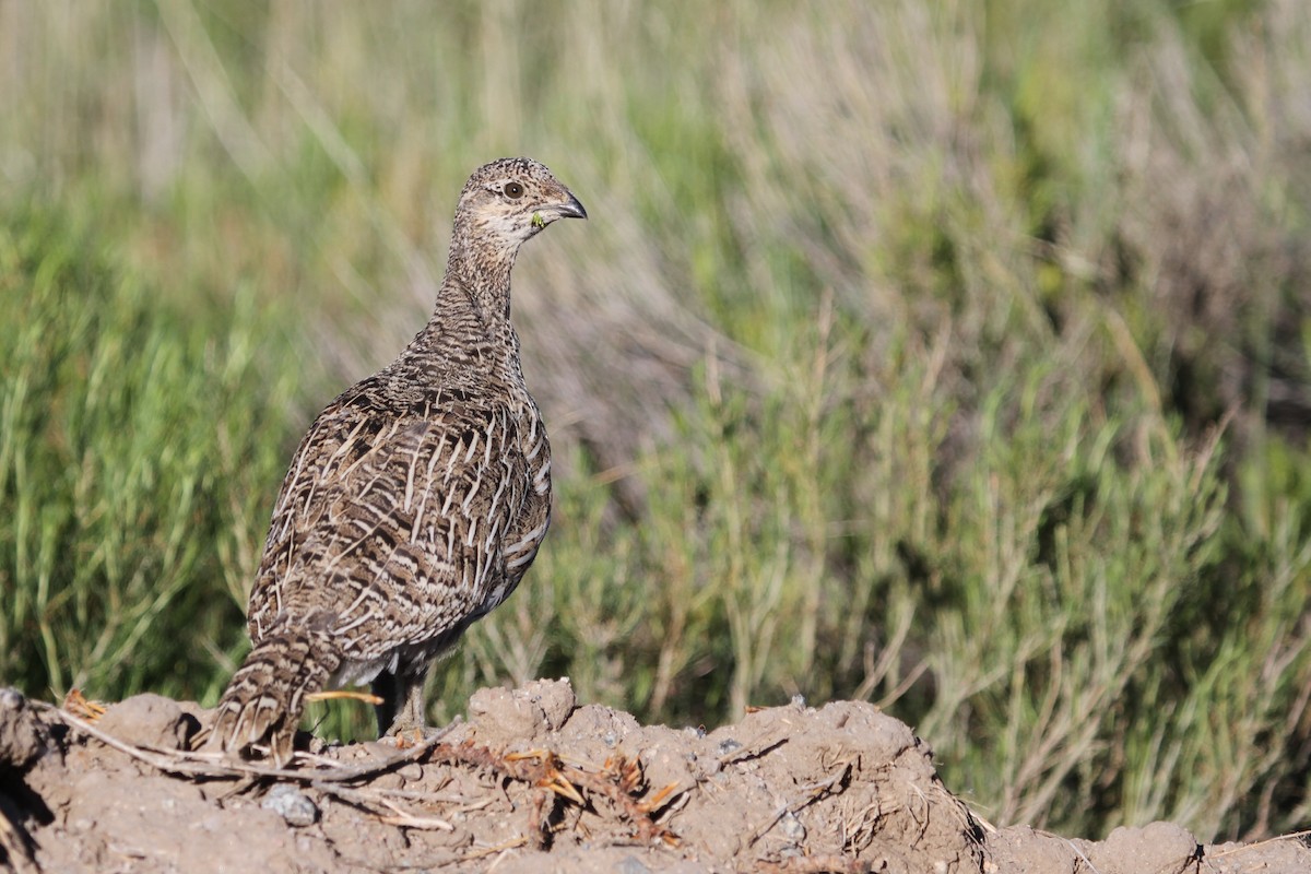 Gunnison Sage-Grouse - Andy Dettling