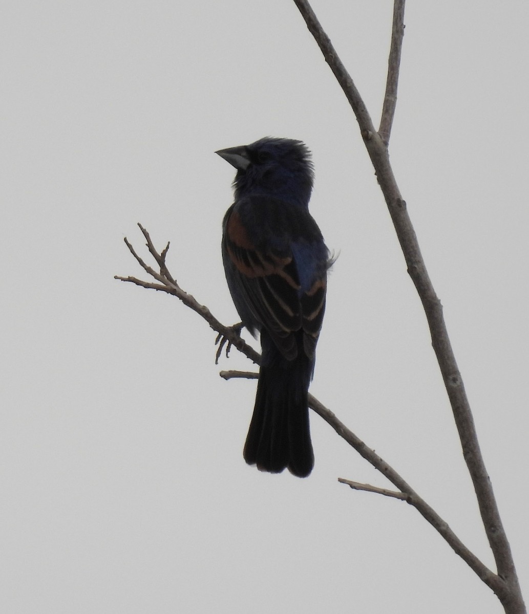 Blue Grosbeak - ML620713924