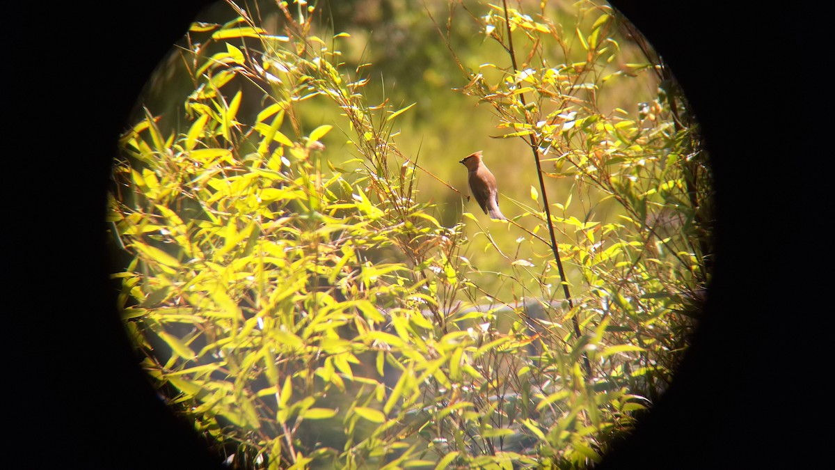 Cedar Waxwing - ML620713930