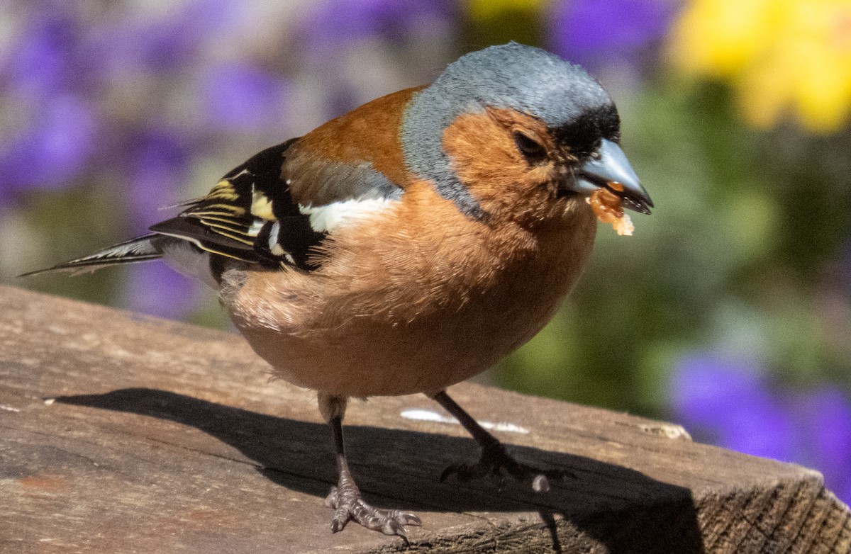 Common Chaffinch - ML620713932