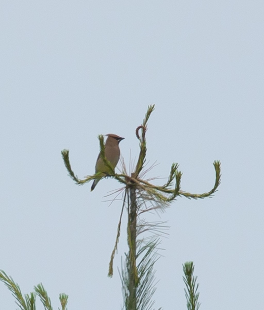 Cedar Waxwing - ML620713933